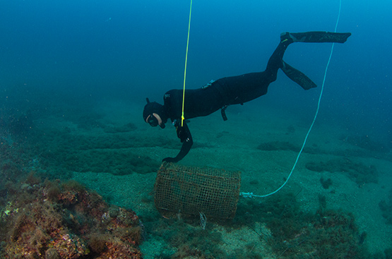Ir a la noticia Colaboramos en un proyecto de conservación del medio marino en El Port de la Selva
