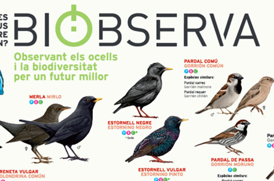 Ir a la noticia SOREA participará en el Delta Birding Festival con el Programa Ambiental de Voluntariado Biobserva