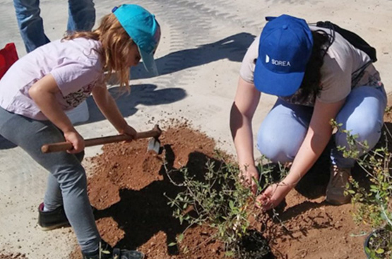 Ir a la noticia Col·laborem en la creació d'una zona verda a Roquetes