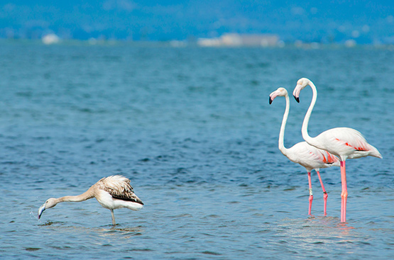 Ir a la noticia L’estreta relació entre la biodiversitat i el cicle integral de l’aigua
