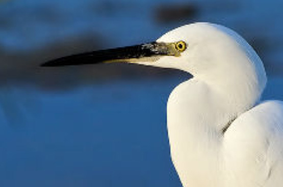 Ir a la noticia Renovamos nuestra colaboración con el DELTA BIRDING FESTIVAL